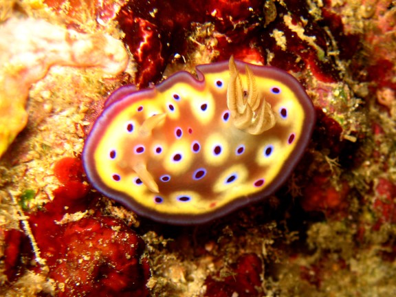 Baturiti, Indonesien