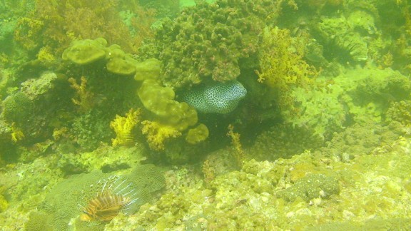 The Gulf of Oman