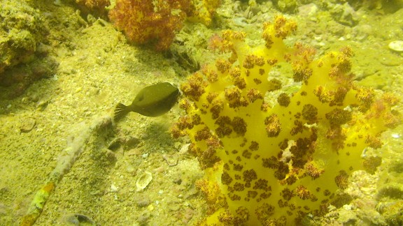 The Gulf of Oman