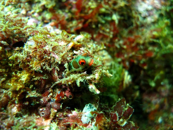 San Juan del Sur, Nicaragua - fish