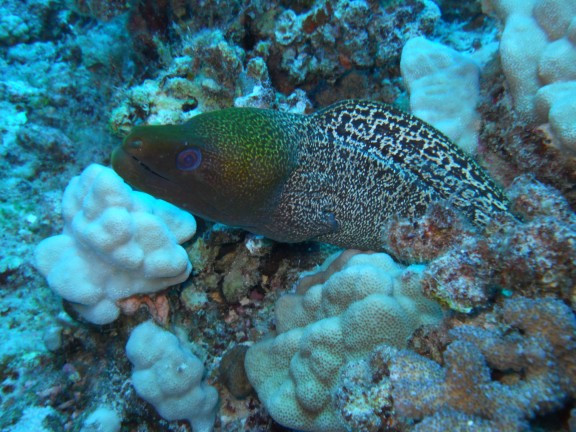 Honolulu, United States