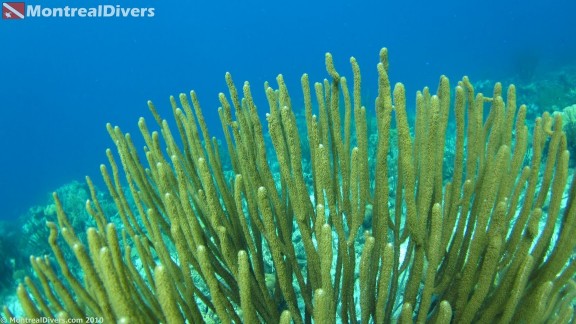 Bonaire