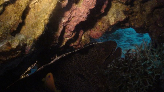 Red Sea