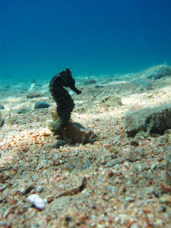 Dahab, Egypt