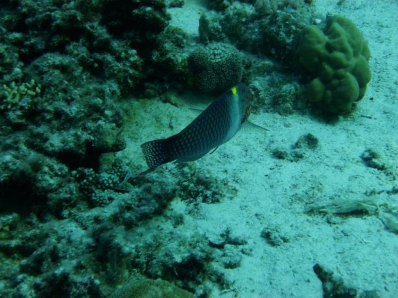 Dahab, Egypt