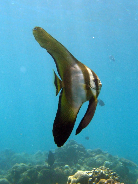Baturiti, Indonesien