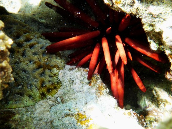 Dahab, Egypt