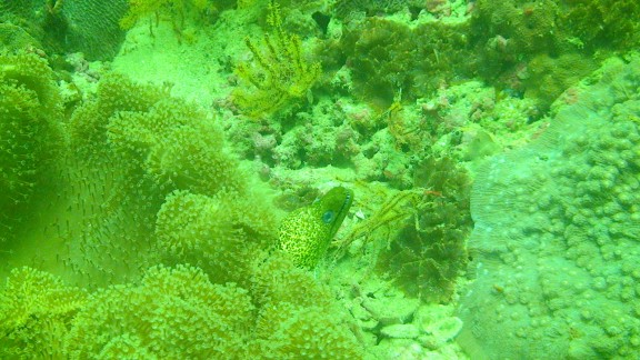 The Gulf of Oman