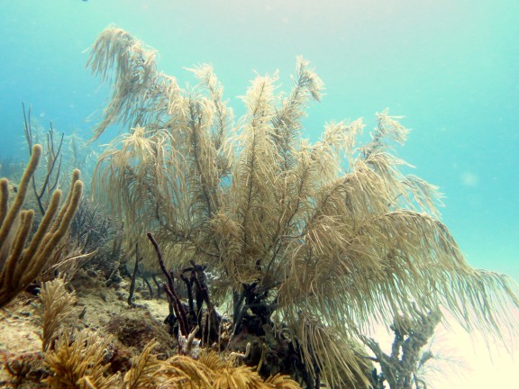Bayahibe, Dominikanische Republik
