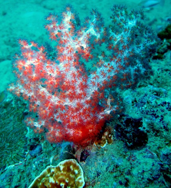 Andaman, India