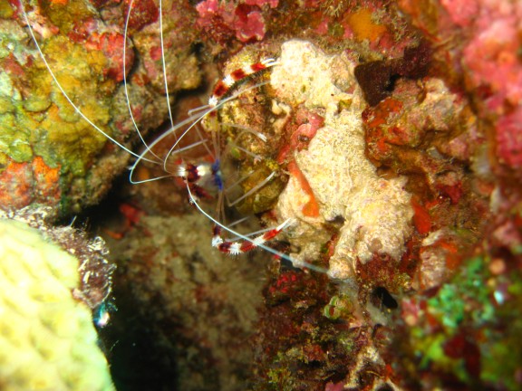 Andaman, Indien