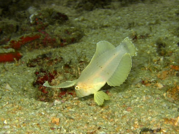 Cebu, Filippinerna