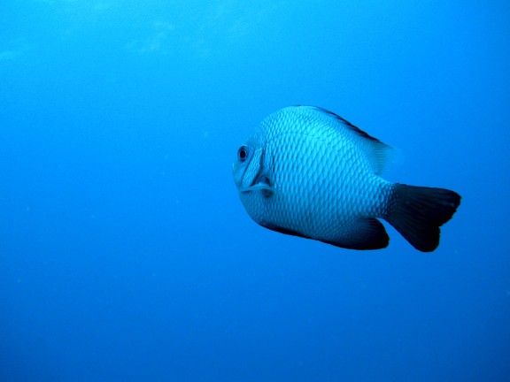 Honolulu, United States