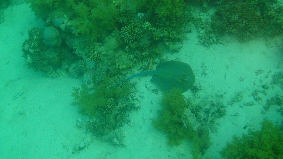 Red Sea