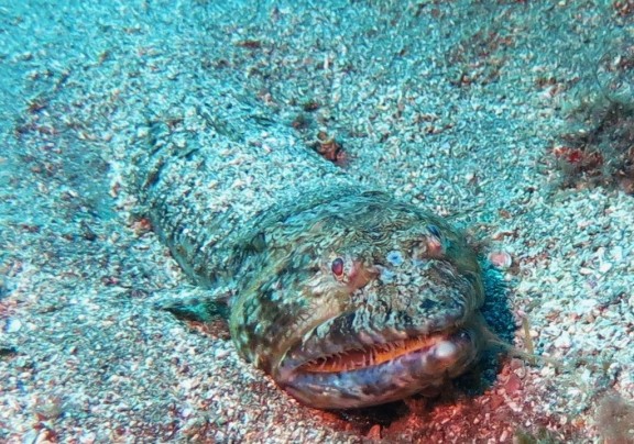Mogán, Spanien
