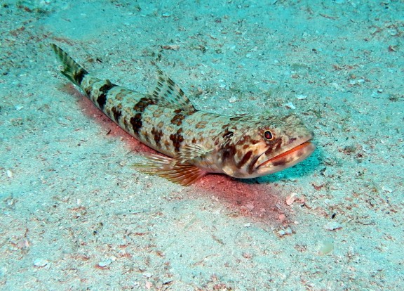 Bayahibe, Dominikanische Republik