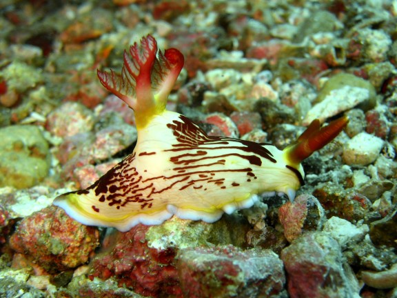 Cebu, Filippinerna