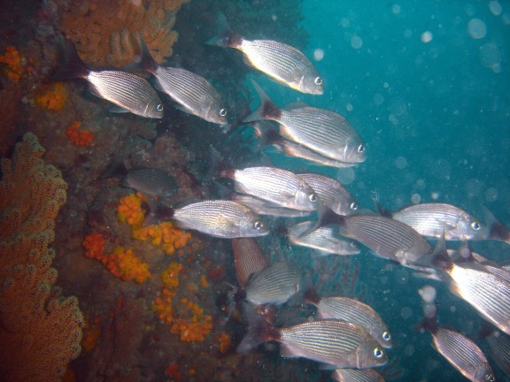 parguera - cabo corrientes