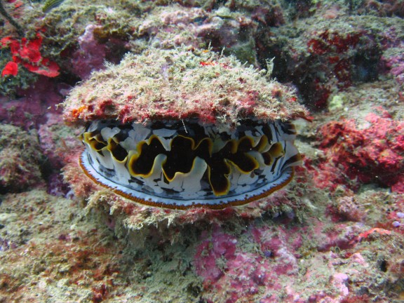 Andaman, Indien