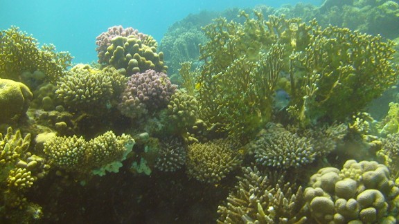 Red Sea