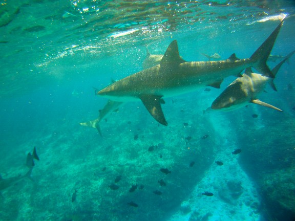 Alice Town, The Bahamas