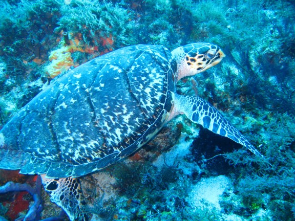 Quintana Roo, Mexico