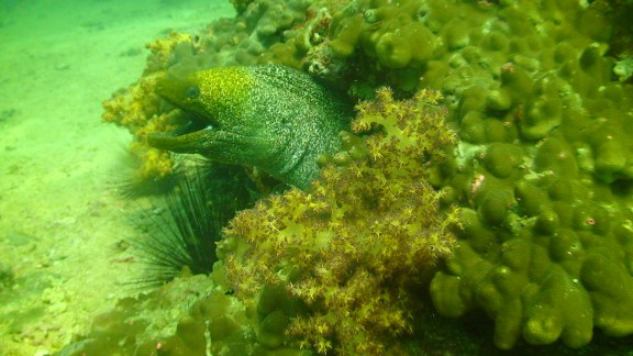 The Gulf of Oman