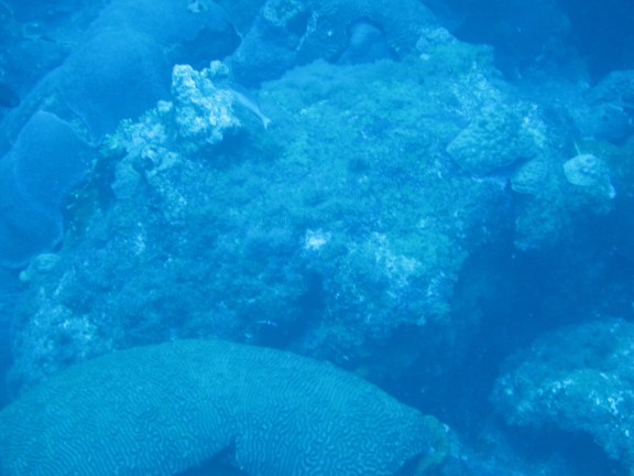 Flower Garden Banks