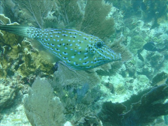 Islamorada, United States