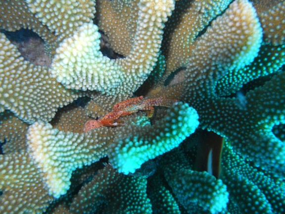 Honolulu, United States