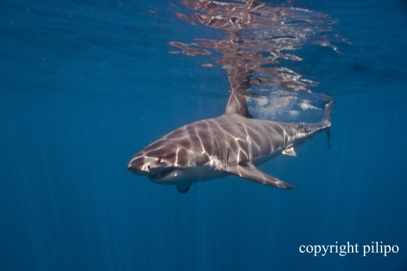 Isla Guadalupe, Mexico