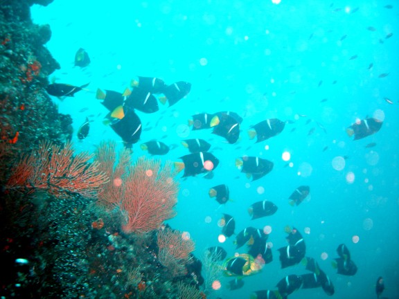 parguera - cabo corrientes