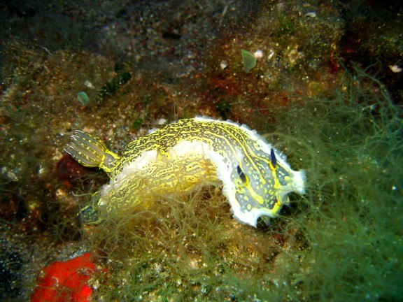 santorinisantorini