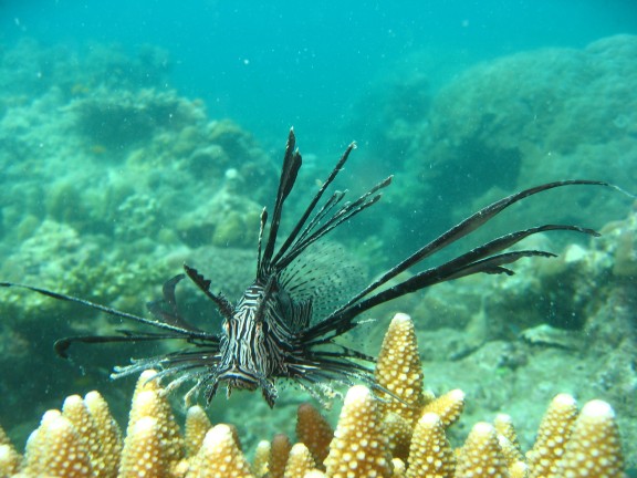 Andaman, Indien