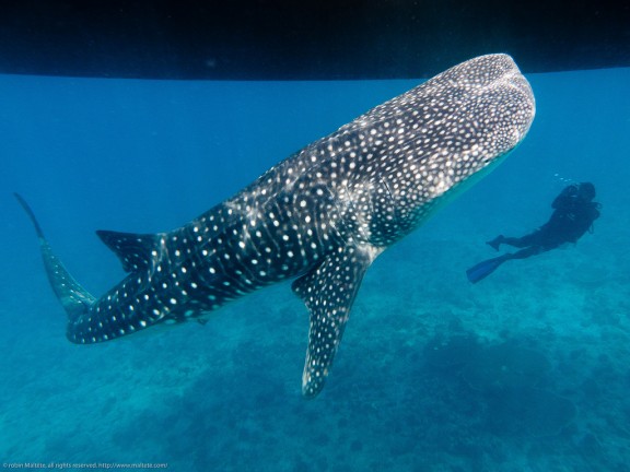 Alif Dhaal, Maldives