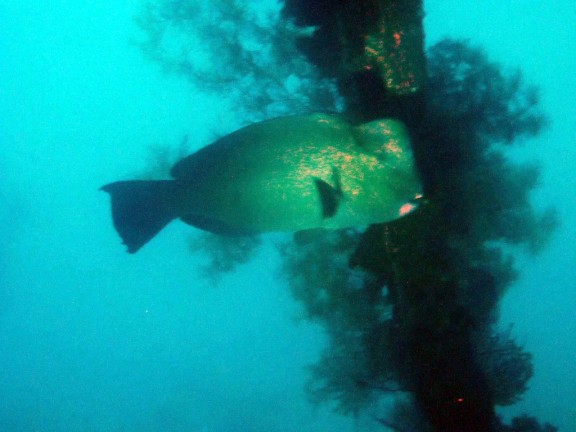Kubu, Indonesia