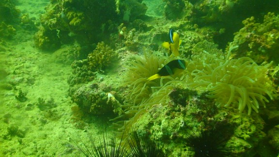 The Gulf of Oman