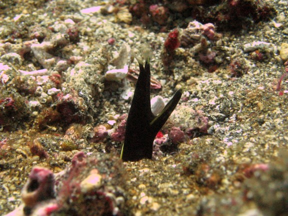 Baturiti, Indonesien