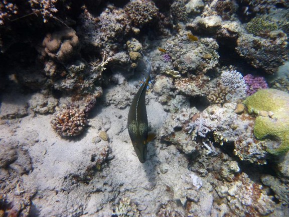 Dahab, Egypt