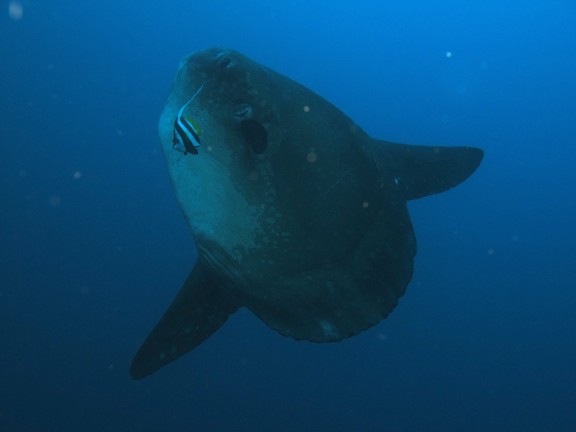 Nusapenida, Indonesia