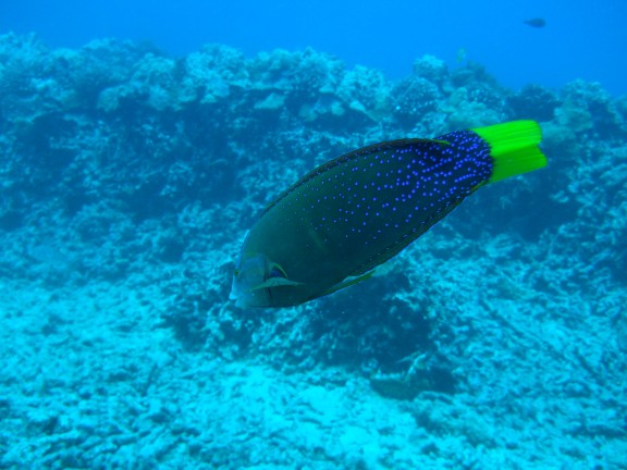 Honolulu, United States