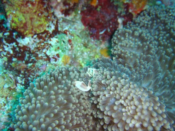 Biyadhoo