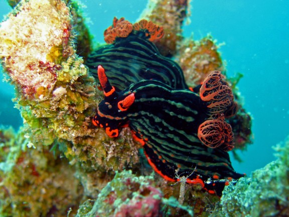 Cebu, Filippinerna