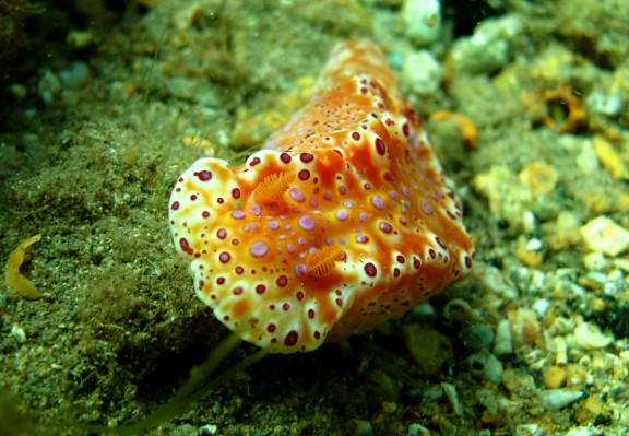Edithburgh, Australia