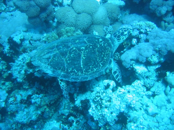 egitto sharm