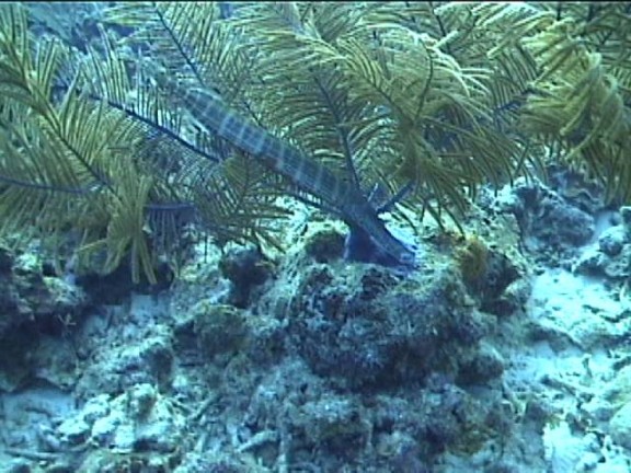 Cayman, Islands