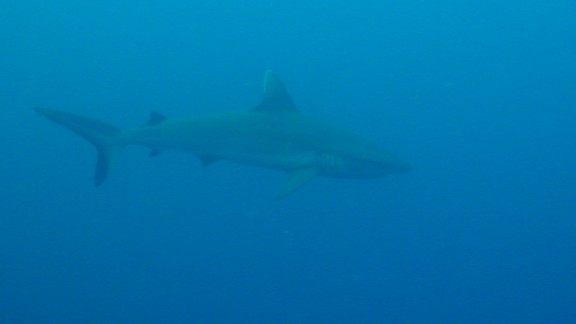 Red Sea