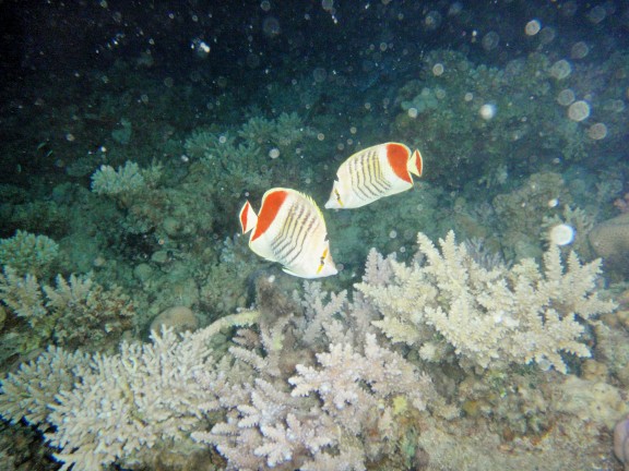 Egipto - fish