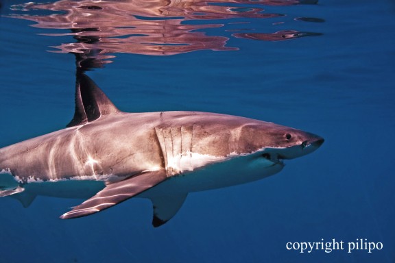 Isla Guadalupe, Mexico