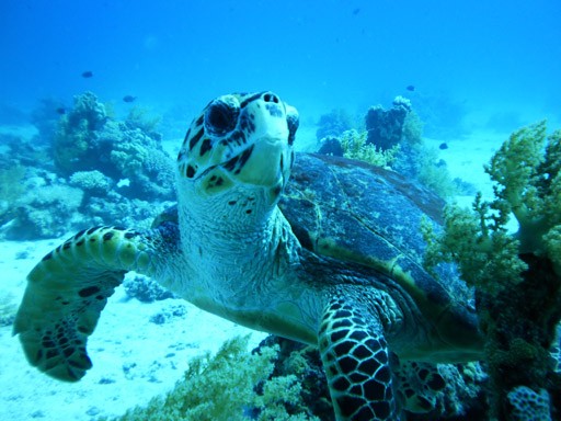 Red Sea